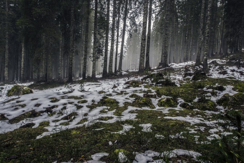 forest-nature-snow-4058-824×550