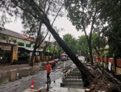 Proyek Gorong-gorong di Jalan Arif Rahman Hakim Diduga Menjadi Penyebab Pohon Tumbang