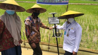 Usir Hama Wereng, Ini Teknologi Yang Digunakan Petani Desa Gredek Gresik