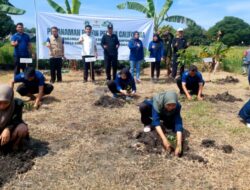 Kampung Ternak Kambing Produktif Binaan Baznas Gresik Mulai Ditanami Pohon Pepaya 