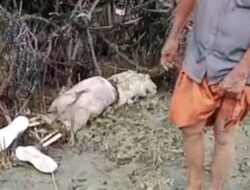 Mayat Kondisi Tubuh Tak Utuh Ditemukan di Pantai Tajungmulya Bawean