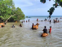 Tradisi Rasol Asal Desa Bululanjang, Memandikan Sapi di Laut Pasca Musim Tanam Padi